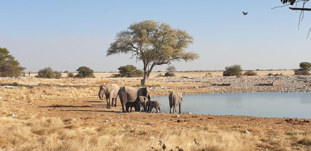 Сафари-тур по Намибии